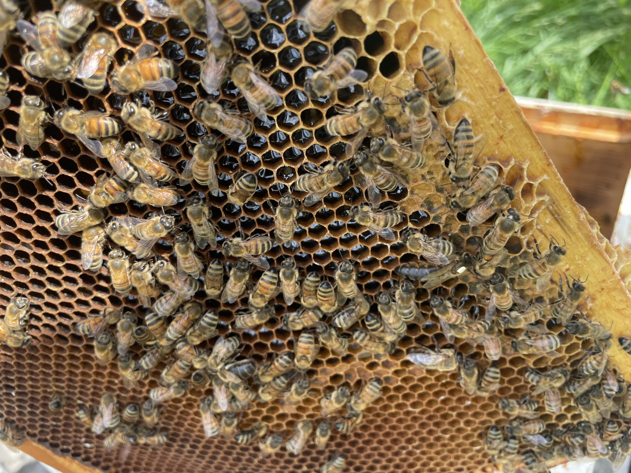 honey frame w Queen
